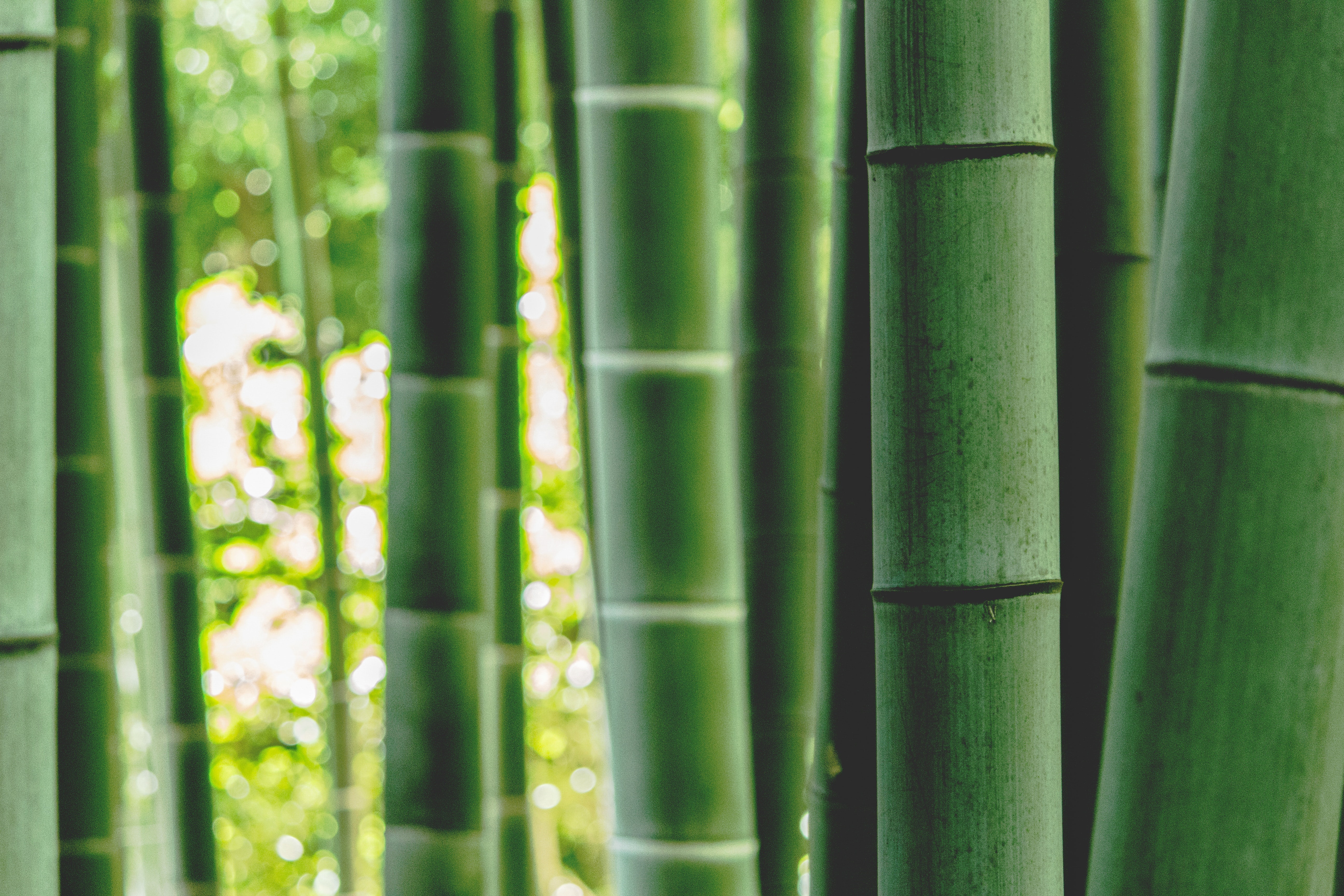 Bambu ser tema da oficina de ikebana de Natal