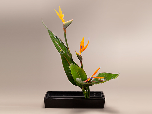 Nova Lei institui o Dia Nacional da Ikebana no Brasil